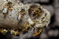 Jatai stingless bee or angelita bee Tetragonisca angustula