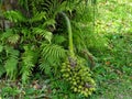 JataÃÂ­ palm or sour coconut. Species vulnerable to extinction due to overpopulation.