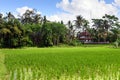 Jati Luwih Rice Terraces