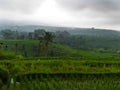 Jatiluwih Green Land UNESCO protected Rice Fields
