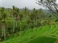 Jatiluwih Green Land UNESCO protected Rice Fields