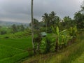 Jatiluwih Green Land UNESCO protected Rice Fields