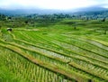 Jatiluwih rice fields Royalty Free Stock Photo