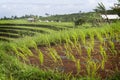 The Jatiluwih Rice Fields. Royalty Free Stock Photo