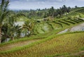 The Jatiluwih Rice Fields. Royalty Free Stock Photo