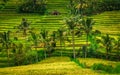 Jatiluwih Rice Terraces - Bali Royalty Free Stock Photo