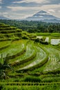 Jatiluwih Rice Terraces