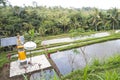 Jatiluwih Rice Terraces, Bali, Indonesia Royalty Free Stock Photo