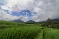 Jatiluwih Rice Terraces, Bali, Indonesia. Beautiful highland lan Royalty Free Stock Photo