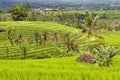 Jatiluwih Rice Terraces