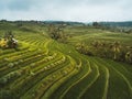 Jatiluwih rice terraces Royalty Free Stock Photo