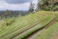 Jatiluwih ricefields terraces Royalty Free Stock Photo