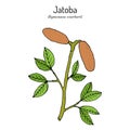 Jatoba, Hymenaea courbaril, or West Indian locust, Brazilian cherry, edible plant