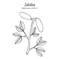 Jatoba, Hymenaea courbaril, or West Indian locust, Brazilian cherry, edible plant