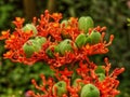 Jatropha, a beautiful shrub native to Central America and the Antilles, very strong, succulent and milky.