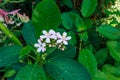 Jatropha bloom