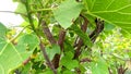 Jatropha branches and leaves