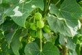 Jatropha curcas Royalty Free Stock Photo