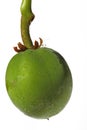 Jatropha Curcas Fruit Royalty Free Stock Photo