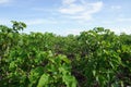 Jatropha Curcas Plantation Royalty Free Stock Photo