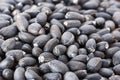 Jatropha curcas seeds Royalty Free Stock Photo