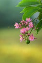 Jatropha flowers attracting bees, beautiful pink aromatic flowers, and buds branch against a soft bokeh background