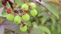 Jatropha fruit for distill bio diesel