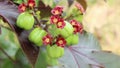 Jatropha fruit for distill bio diesel