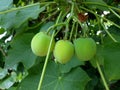 Jatropha fruit is a herbal medicine that can treat rheumatism, jaundice and act as an anti-bacterial