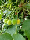 Jatropha fruit is a herbal medicine that can treat rheumatism, jaundice and act as an anti-bacterial