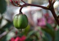 Jatropha fruit of peregrina flower plant