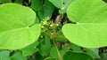 Jatropha tree flower buds