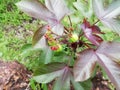 Jatropha gossypiifolia or bellyache bush or black physicnut or cotton leaf physicnut closeup shot