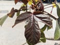 Jatropha gossypiifolia plant (bellyache bush, black Physicnut, cotton-leaf Physicnut) has beautiful and red leaves