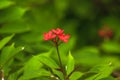 Jatropha integerrima Beautiful red in nature A small shrub