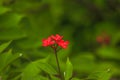 Jatropha integerrima Beautiful red in nature A small shrub