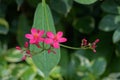 Jatropha integerrima