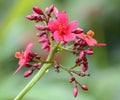 Jatropha integerrima - Euphorbiaceae