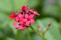 Jatropha integerrima - Euphorbiaceae