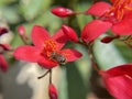 Jatropha integerrima with a and honeybee with pollens sticking on her legs Royalty Free Stock Photo