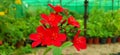 Jatropha integerrima jacq.peregrina plant red colour green leaf fresh flower and beautiful background