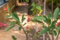 Jatropha Integerrima Native From Cuba Hispaniola Royalty Free Stock Photo