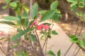 Jatropha Integerrima Native From Cuba Hispaniola Royalty Free Stock Photo