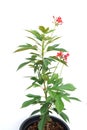 Jatropha integerrima plant isolated on white background