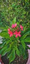 jatropha integerrima spicy,pink flower plant Royalty Free Stock Photo
