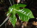 Jatropha leaf