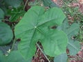 Jatropha leaf Royalty Free Stock Photo