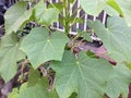 the jatropha leaf tree that was in front of the house