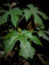 Jatropha leaves