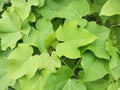 Jatropha leaves are green and full of fresh leaves to look at Royalty Free Stock Photo